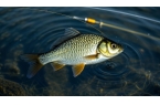 夏季野釣鯽魚，這些技巧你絕對想不到！