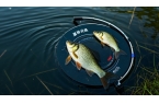 想在夏季野釣鯽魚大豐收？不看這些技巧就虧