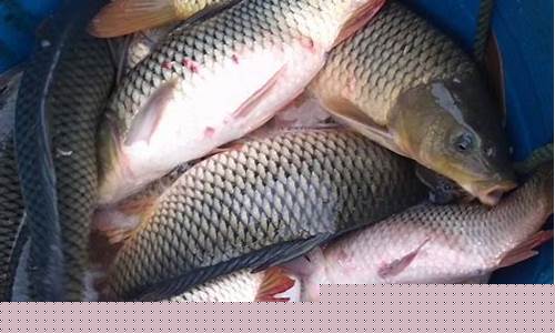 黑坑偷驢釣鯉魚方法有哪些呢圖片(黑坑偷驢的正確釣法)